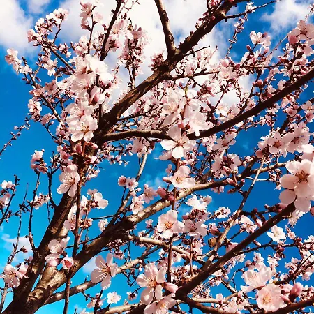 Netts Hotel Neustadt an der Weinstraße