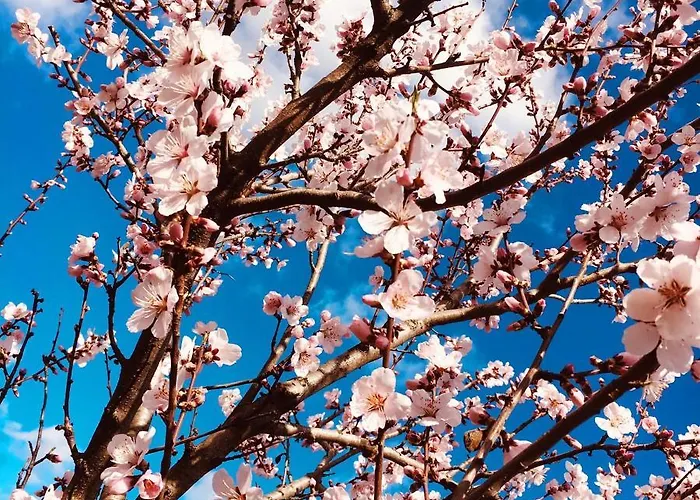 Netts Hotel Neustadt an der Weinstraße