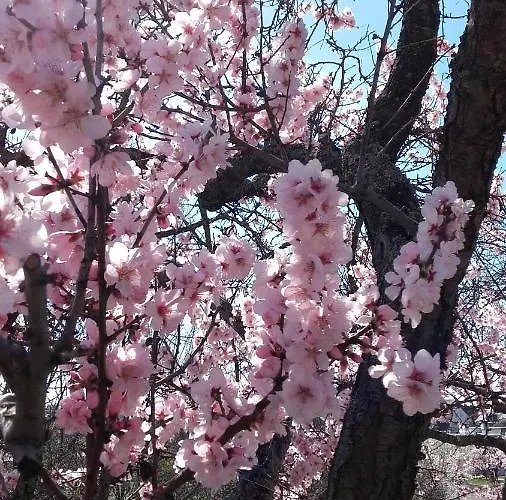 Netts * Neustadt an der Weinstrasse